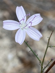 Stephanomeria