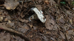Hypomyces