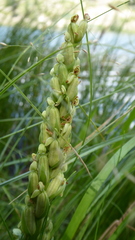 Platanthera huronensis