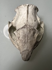 Cuniculus taczanowskii