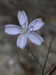 Stephanomeria