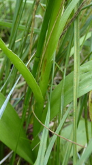 Platanthera huronensis