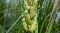 Platanthera huronensis