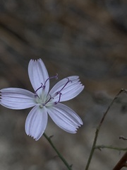 Stephanomeria