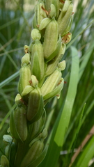 Platanthera huronensis