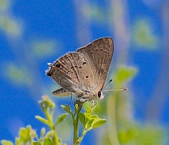 Strymon istapa
