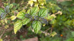 Stachytarpheta cayennensis