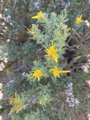 Ericameria suffruticosa