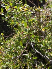 Salix planifolia