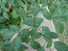 Cornus alternifolia
