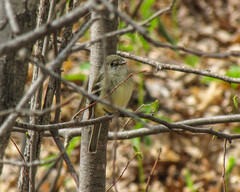 Empidonax minimus