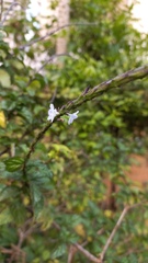 Stachytarpheta cayennensis
