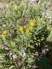 Ericameria suffruticosa