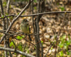 Empidonax minimus