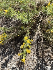 Ericameria suffruticosa