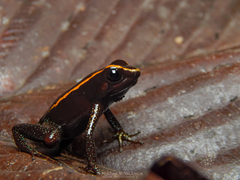 Phyllobates