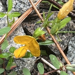 Vigna luteola