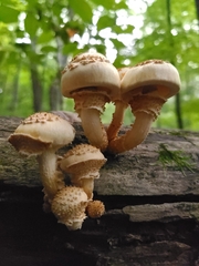 Pholiota squarrosoides