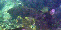 Mycteroperca bonaci
