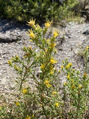 Ericameria suffruticosa