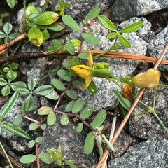 Vigna luteola