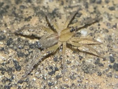 Tigrosa annexa