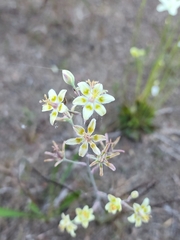 Anticlea elegans