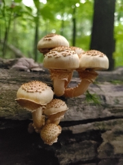 Pholiota squarrosoides