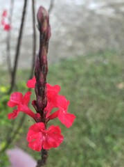 Stachytarpheta mutabilis