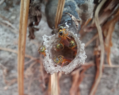 Tetragonisca angustula