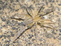 Tigrosa annexa