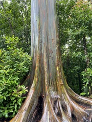 Eucalyptus deglupta