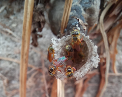 Tetragonisca angustula