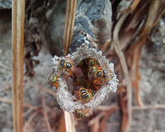 Tetragonisca angustula