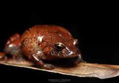 Geobatrachus walkeri