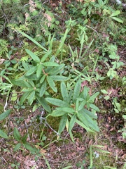 Rhododendron groenlandicum