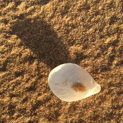 Magellania flavescens