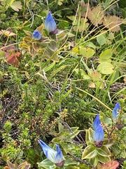 Gentiana platypetala