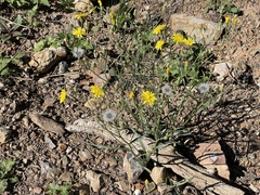 Crepis tectorum