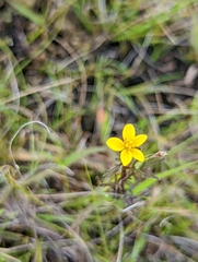 Bidens trichosperma