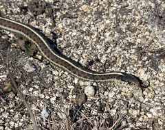 Thamnophis elegans terrestris