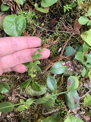 Gaultheria hispidula