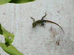 Anolis grahami