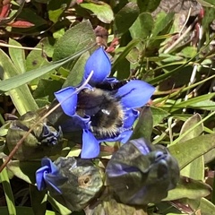 Bombus kirbiellus