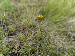 Bidens trichosperma