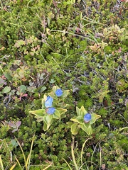 Gentiana platypetala