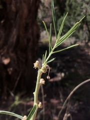Asclepias rusbyi