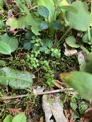 Gaultheria hispidula