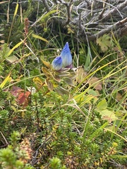 Gentiana platypetala