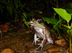 Lithobates vaillanti